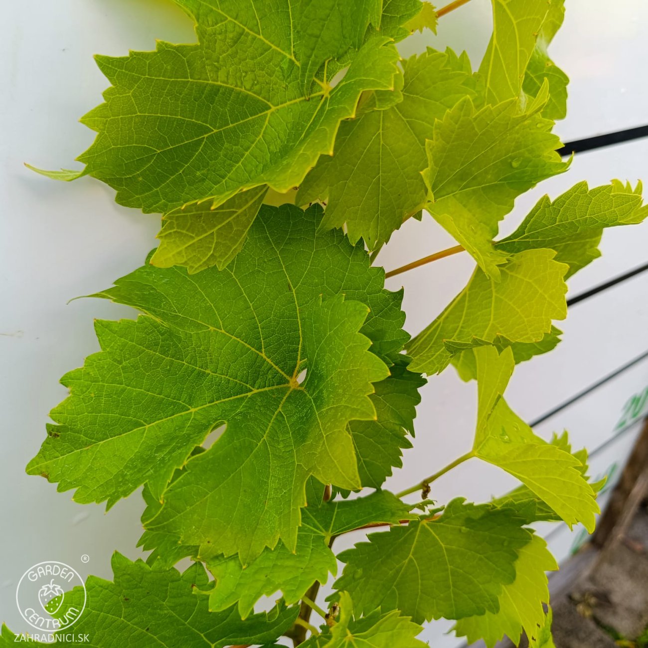 Obrázok Vinič hroznorodý (Vitis vinifera) ‘LEON MILLOT´ – výška 60-80 cm, kont. C3L